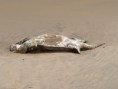 /album/photo-gallery-homepage/dead-turtle-at-tanji-jpg/